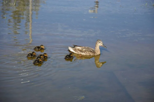 Patos Lago — Fotografia de Stock