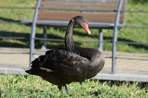 Cisne Preto Gramado Verde — Fotografia de Stock