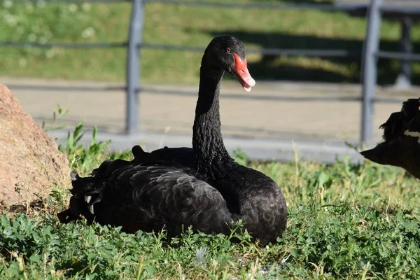 Cisne Preto Grama — Fotografia de Stock