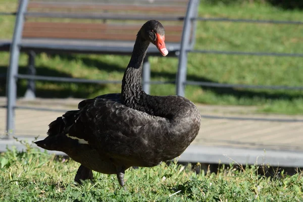 Primer Plano Cisne Negro — Foto de Stock
