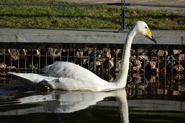 Schwan Wasser — Stockfoto