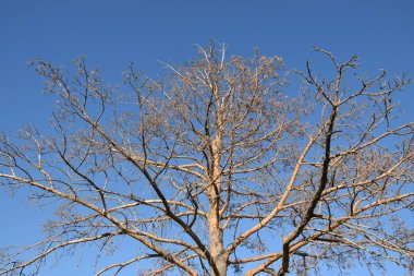 Güzel bir gökyüzü olan ağaç dalları