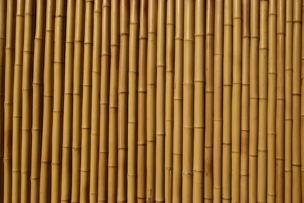 Bambu duvar arkaplanı, bambu
