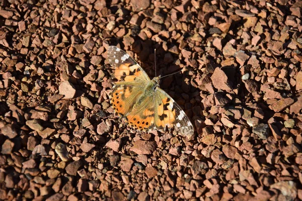 Papillon Sur Pierre Dans Nature — Photo