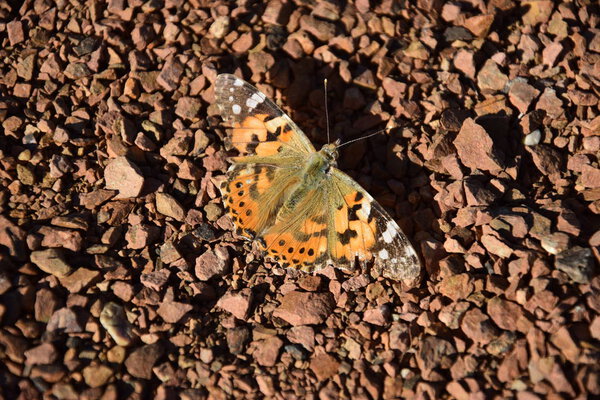 closeup of a beautiful butterfly in the garden