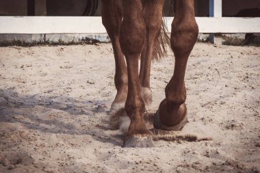 At biniciliği okulunda at biniciliği eğitimi alan bir atın toynaklarının yakın çekimi.