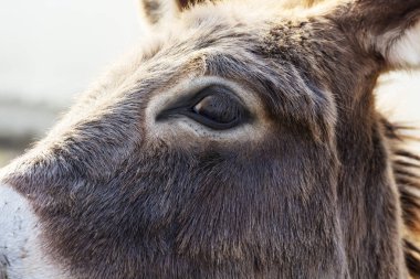 Çayırda eşeğin gözünü kapat, görüş konsepti, kahverengi eşek gözü makrosu.