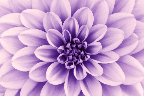 Defocused Purple Lavender Dahlia Petals Macro Floral Abstract Background Close — ストック写真