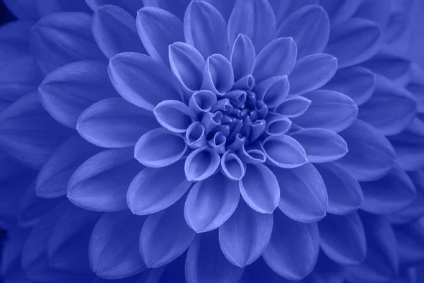 Blue Dahlia Petals Macro Floral Abstract Background Close Flower Dahlia — ストック写真