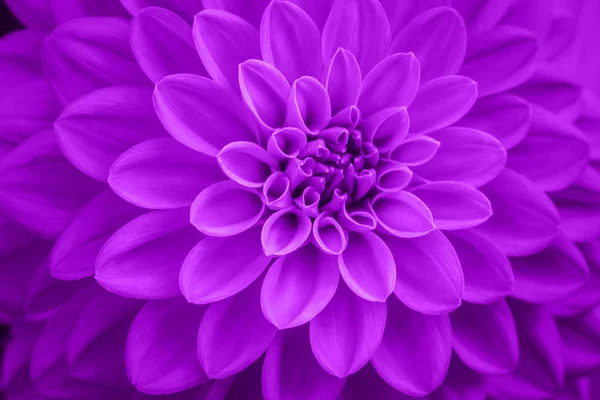 defocused pink dahlia petals macro, floral abstract background. Close up of flower dahlia for background, Soft focus.