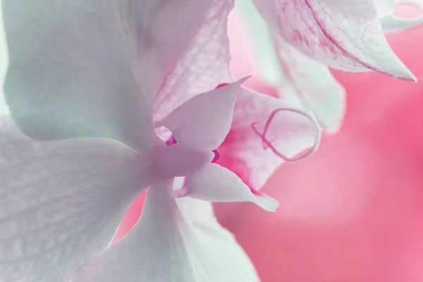 ピンクを基調とした柔らかい白い蘭。閉めろ選択 — ストック写真