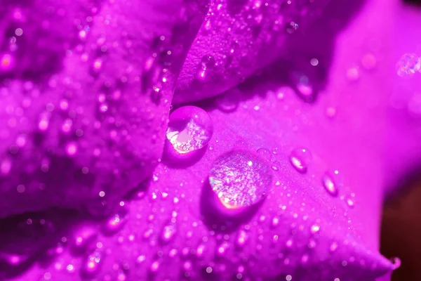 Pink  rose petals with dew drops, close up, soft focus — Stock Photo, Image