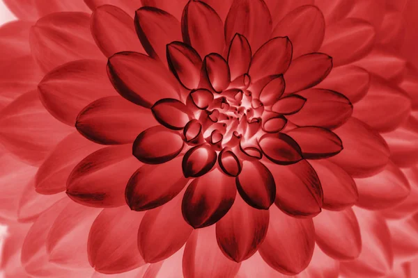 赤いダリアの花びらの油絵、花の抽象的な背景。C — ストック写真