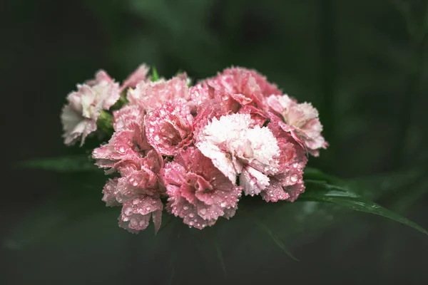 Carnation flower. Close up blooming carnation glory pink flower Dianthus caryophyllus, carnation clove pink, species of Dianthus deltoides