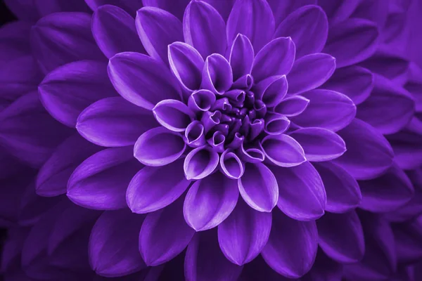紫色のダリアの花びらマクロ花の抽象的な背景 背景のための花のダリアの閉じる ソフトフォーカス — ストック写真