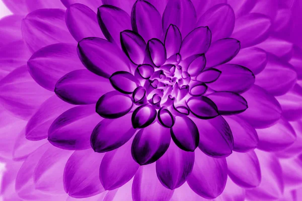 Painting of purple dahlia petals  floral abstract background. Cl — ストック写真