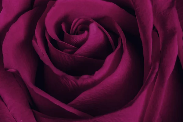 Abstrakte Blume Hintergrund. weinrote Farbe Rosenblütenblätter. Ich bin — Stockfoto