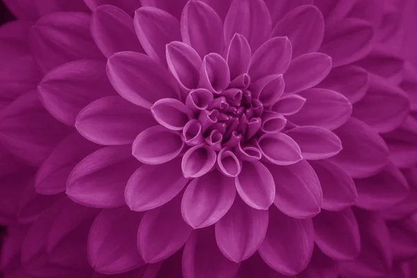 Pink dahlia petals macro, floral abstract background. Close up o — ストック写真