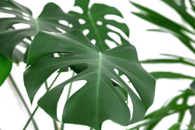 Philodendron Monstera bitkisi. Kalp şekli Homalomena bitkisinin yeşil yaprakları (Homalomena Rubescens) beyaz arka planda izole edilmiş tropikal bitki, kırpma yolu dahil.