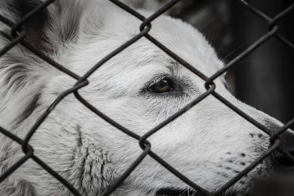 Barınakta yaşayan sokak köpeğinin fotoğrafı. Parmaklıklar arkasındaki köpek.