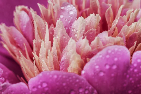 サンゴ牡丹の花の背景。パエオニアサラベルンハルトとともに露 — ストック写真