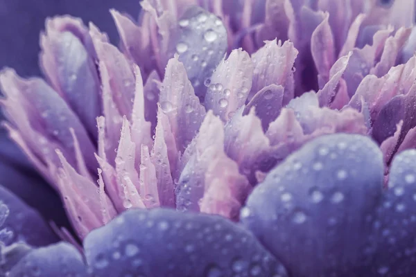 Lilac, purple peony flower background. Paeonia Sarah Bernhardt w — ストック写真