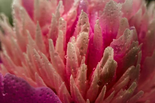 ピンク牡丹の花の背景 パエオニア バーンハート露頭付き 閉めろ マクロ — ストック写真