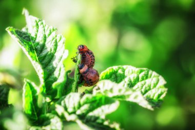 Patates yaprakları üzerindeki Colorado böceği larvaları, on çizgili mızrak adamı, on çizgili patates böceği veya patates böceği, büyük bir patates ekinidir..