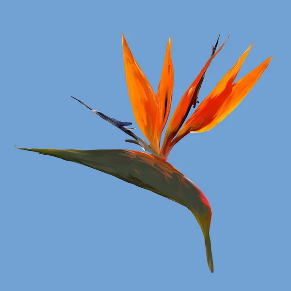 Gouache painted Bird of Paradise. Watercolor illustration with realistic branch of strelitzia. Bird of paradise flower painted on blue background Botanical illustration