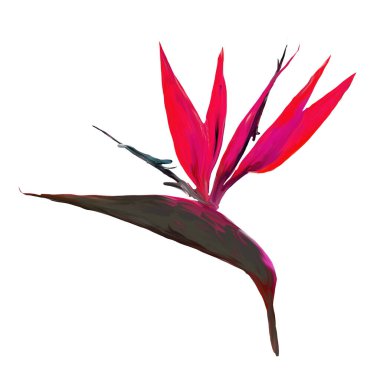 Gouache Cennet Kuşu 'nu boyadı. Strelitzia 'nın gerçekçi dallı suluboya çizimi. Beyaz arka planda cennet kuşu resmi. Botanik illüstrasyon.