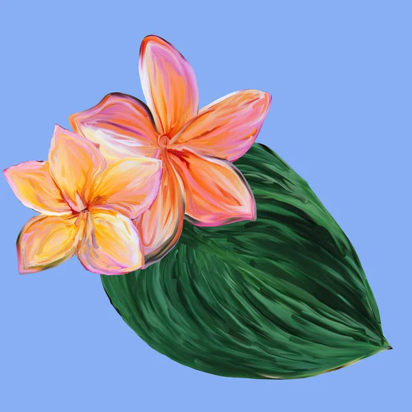 Frangipani Plumeria Tropik Çiçekleri. Tropikal yaz çiçekleri, yapraklı çiçekleri ve mavi üzerine gouache çizilmiş bir el. Tasarımcı için Billet.
