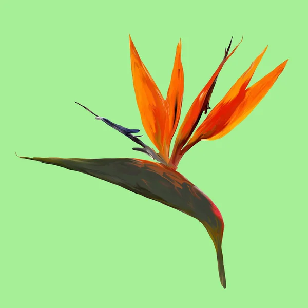 Gouache painted Bird of Paradise. Watercolor illustration with realistic branch of strelitzia. Bird of paradise flower painted on mint Botanical illustration.