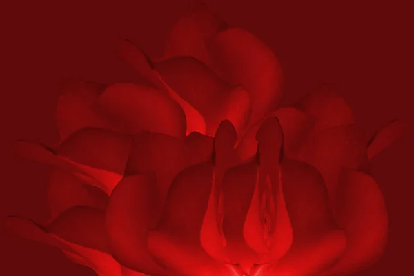 Fond Cyclamen Persicum Rouge Une Espèce Primulaceae Gros Plan Fond — Photo