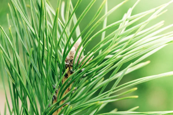 Nær Grønn Furukvist Skogen Naturbakgrunn Naturlig Kilde Til Vitamin Lange – stockfoto