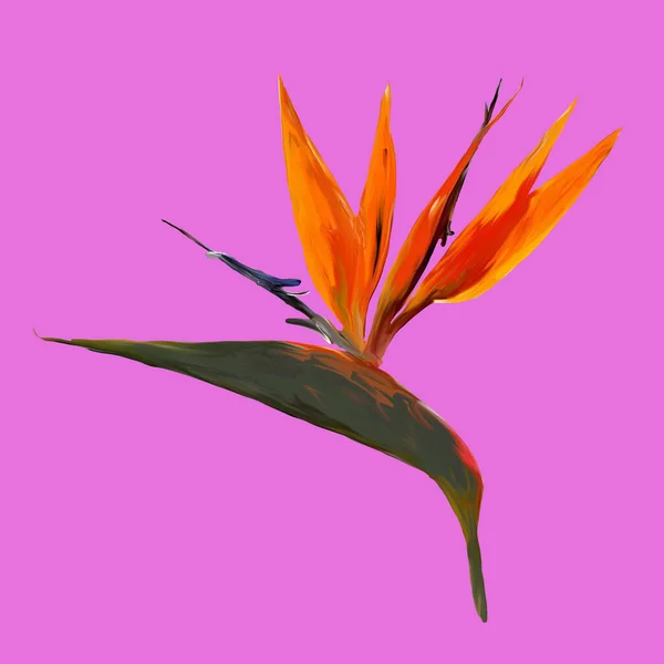 Gouache Pintou Bird Paradise Ilustração Aquarela Com Ramo Realista Strelitzia — Fotografia de Stock