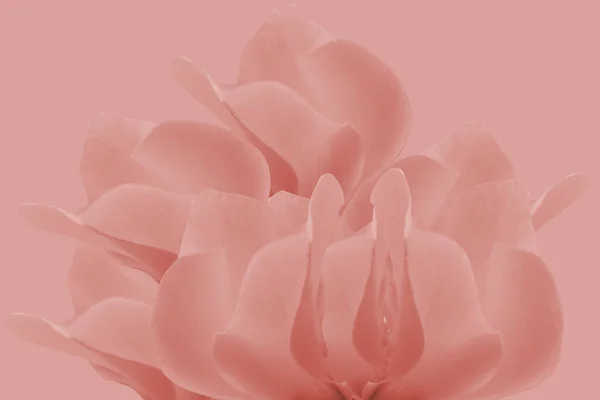プリムラ科のキクラメン属の背景花の背景の終わり — ストック写真