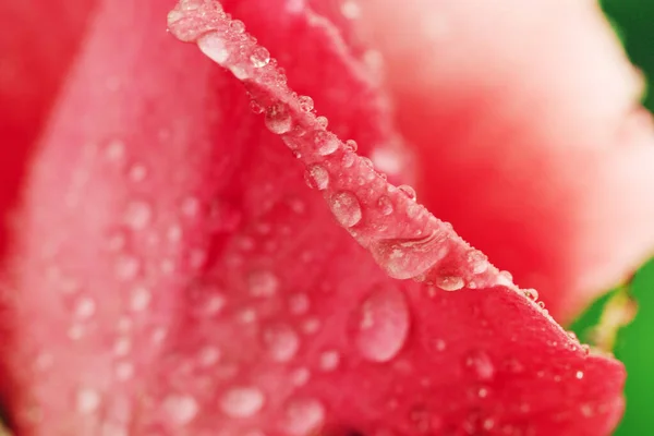 ヴィンテージ花は水の滴でバラ 詳細を閉じます — ストック写真