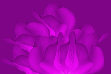 Pembe siklamen persicum 'un arka planı, Primulacea' nın bir türü. Çiçek arkaplanını kapatın.