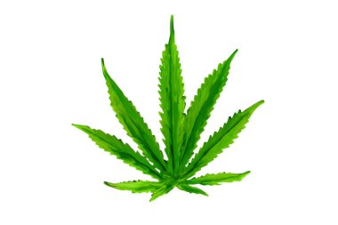 Marihuana yaprağı, esrar, kenevir. Dövmeler, logolar, tişörtler ve diğer eşyalar için beyaz arka planda elle boğulma örnekleri izole edildi.