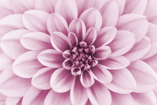 専用のパステル ピンクのダリアの花弁のマクロ 花の抽象的な背景 背景のための花のダリアの閉じる ソフトフォーカス — ストック写真