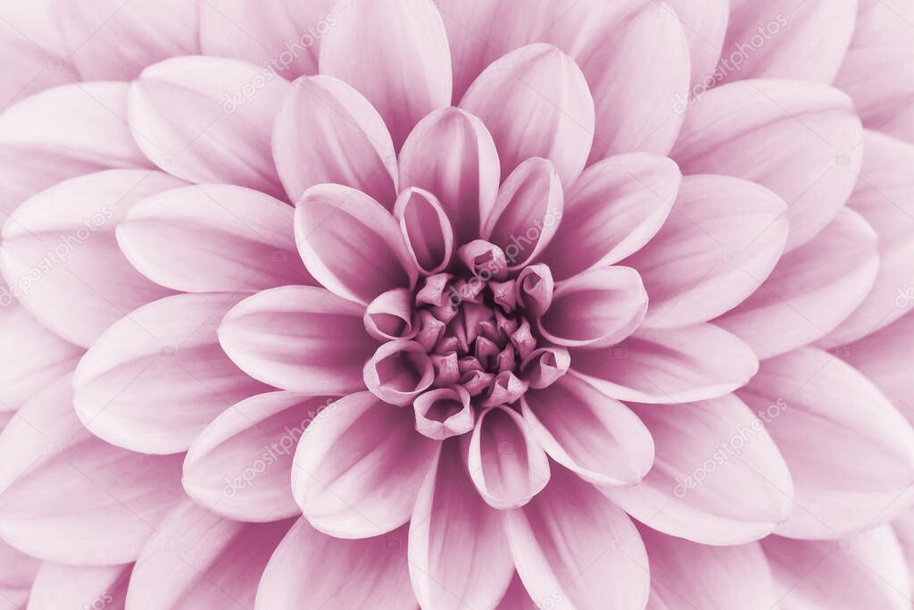 Defocused pastel, pink dahlia petals macro, floral abstract background. Close up of flower dahlia for background, Soft focus.