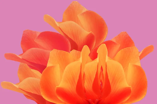 プリムラ科のキクラメン属の背景花の背景の終わり — ストック写真
