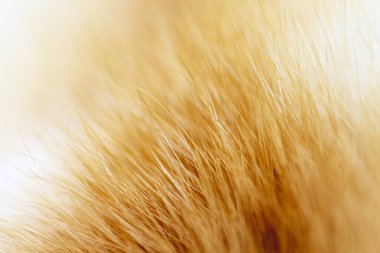 Bulanık doku arka planı, desen. Tilki kürkü, Güzel doğal tilki kürkü. 