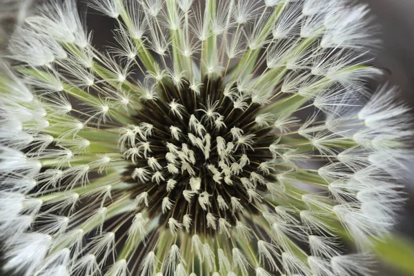 Närbild Intakt Maskrosfrö Huvud Blowball Cankerwort Doon Head Klocka Macro — Stockfoto