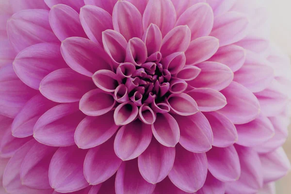 Defocused Pink Dahlia Petals Macro Floral Abstract Background Close Flower — ストック写真