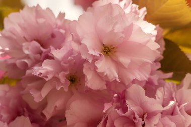 Japonya 'da açan pembe kiraz çiçeği sakura çiçeğinin yakınında. Bir sakura dalı. Bahar manzarası. Makro. Yumuşak odak.