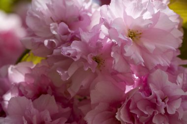 Japonya 'da açan pembe kiraz çiçeği sakura çiçeğinin yakınında. Bir sakura dalı. Bahar manzarası. Makro. Yumuşak odak.
