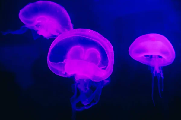 Hermosas Medusas Rosadas Medusa Luz Azul Neón Vida Submarina Medusas — Foto de Stock