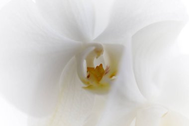 Açık arkaplanda beyaz orkidelerin yakın çekimi. Beyaz bir orkide çiçeğinin bulanık arkaplanı. Kapatın. Bulanık.