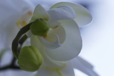 Açık arkaplanda beyaz orkidelerin yakın çekimi. Beyaz bir orkide çiçeğinin bulanık arkaplanı. Kapatın. Bulanık.